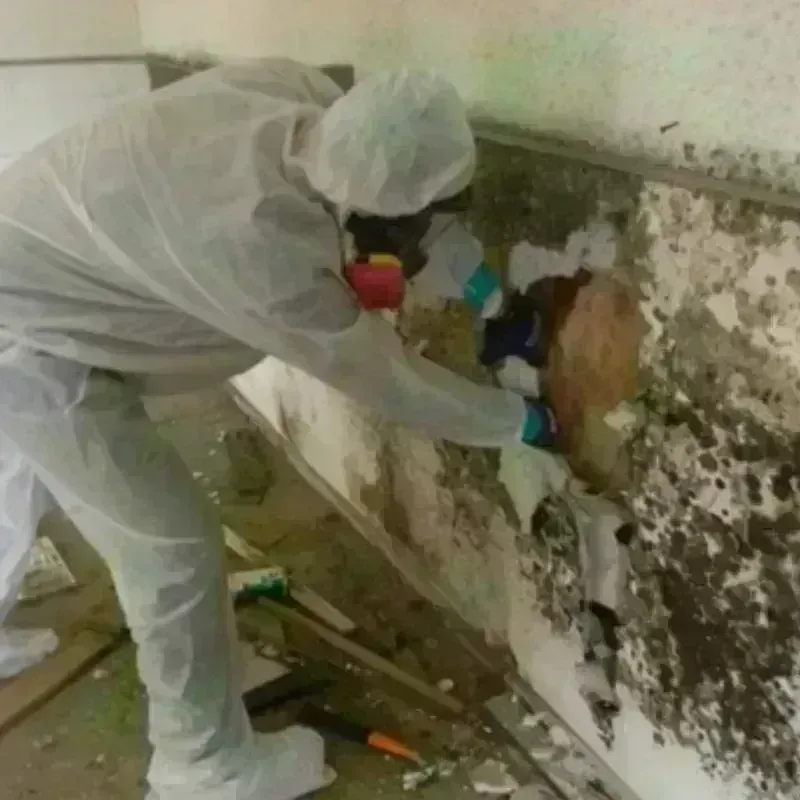 Best Mold Remediation and Removal Service in Robeson County, NC